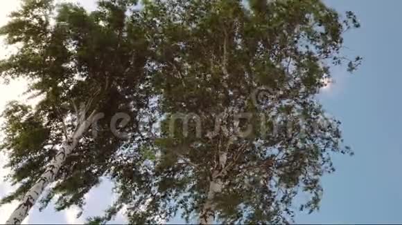 桦树在风中摇曳视频的预览图