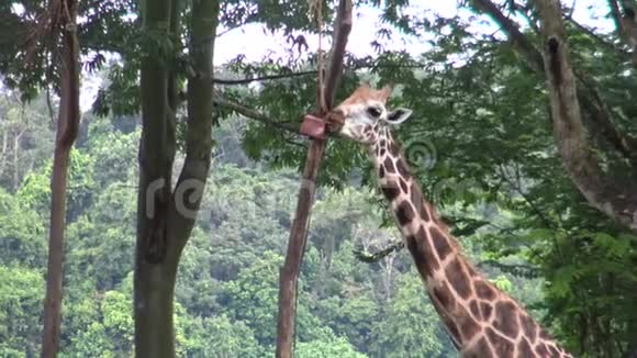 长颈鹿用长舌头在动物园里的一个盒子里吃东西视频的预览图