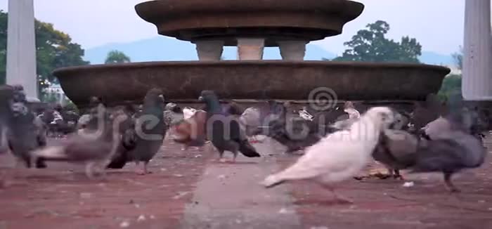 公园里喷泉旁的鸽子视频的预览图