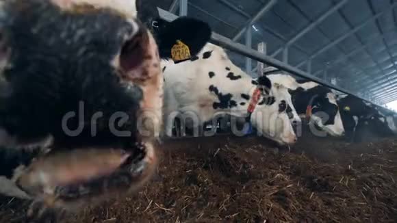 一头牛在嚼干草在镜头前闻着视频的预览图