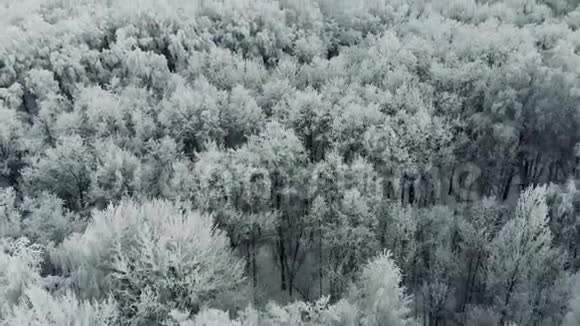 飞过冰冻的雪杉和松树视频的预览图