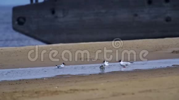 一群海鸥在浅水中散步海鸥在泥里寻找幼虫然后吃掉它们视频的预览图