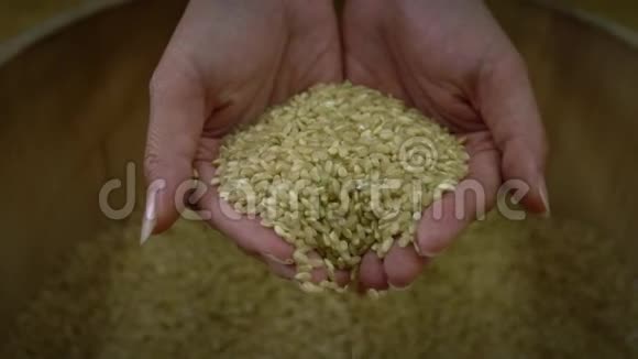 慢动作特写俯视图两只手握着收获的健康水稻视频的预览图
