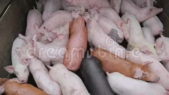 猪群在圈舍的不同品种和颜色农场里的猪视频的预览图