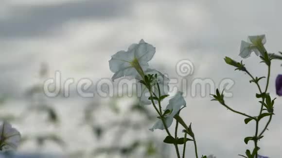 背景模糊的白色花朵视频的预览图
