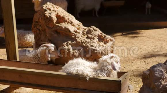 两只羊在动物园里休息视频的预览图
