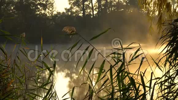 河岸上的日出景观与芦苇在第一个计划和温暖的阳光通过树木和烟雾在河流视频的预览图