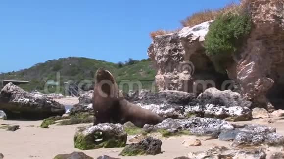 海狮走在沙滩上视频的预览图