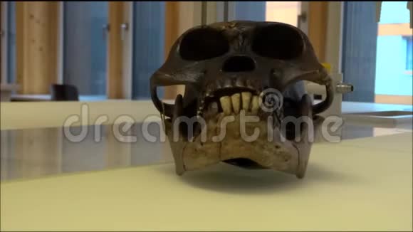 南方古猿在实验室中的头骨模型视频的预览图
