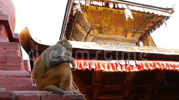 猴子坐在寺庙的墙上从猴子坐在东方印度教寺庙红砖墙上的镜头下看视频的预览图
