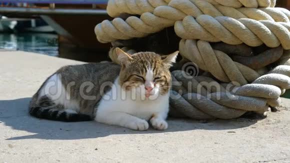 一只流浪猫躺在系泊船和船链旁边视频的预览图