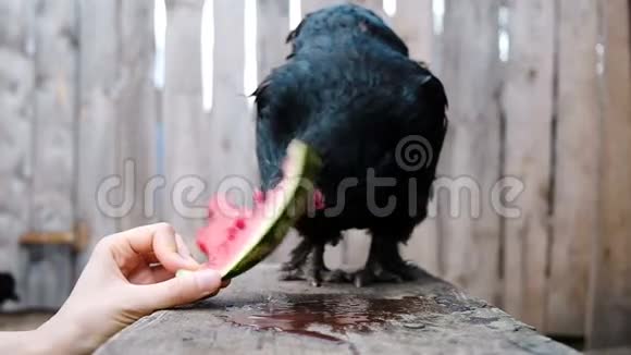 慢动作的黑鸡贪婪地从一个女人的手特写中啄西瓜视频的预览图