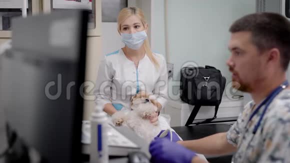 关闭狗在兽医进行超声波扫描视频的预览图