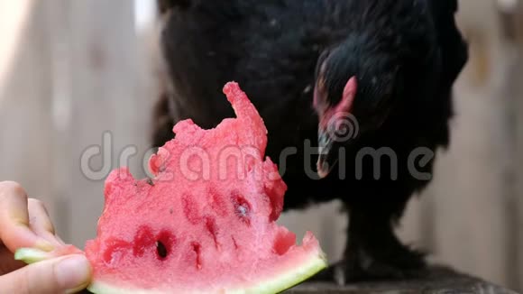 在大自然的特写镜头中黑鸡从一个农场的男人手中啄食西瓜视频的预览图