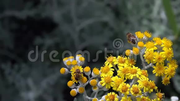 自然界中黄色花朵上的蜜蜂视频的预览图