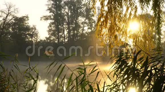 河岸上的日出景观与芦苇在第一个计划和温暖的阳光通过树木和烟雾在河流视频的预览图