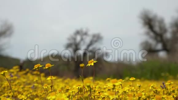 加州山谷上一个黄色野花盛开的季节视频的预览图