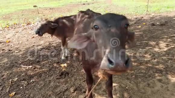 小母牛正在草地上吃草动物们正挥舞着耳朵来抵御讨厌的苍蝇视频的预览图