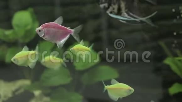 在家庭水族馆里有很多不同颜色的鱼视频的预览图