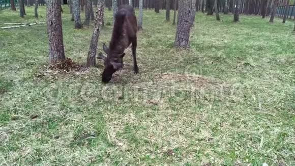 麋鹿在森林里觅食麋鹿位于贝雷津斯基保护区内视频的预览图