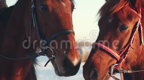 黎明时分两匹漂亮的马在镜头前摆姿势一匹骑马的马在镜头前视频的预览图