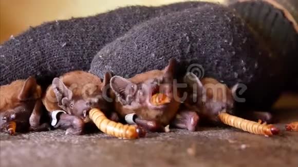 蝙蝠在冬天冬眠后吃虫子视频的预览图