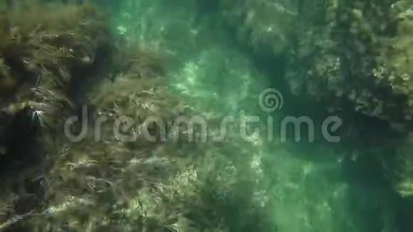 白种人的POV就像在超氨酸水中用海藻生长的石头上飞行一样视频的预览图