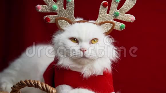 圣诞装饰中的猫肖像鹿角和圣诞老人服装视频的预览图