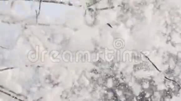 下雪了在树枝的背景下落下大片的雪花下着大量的雪视频的预览图