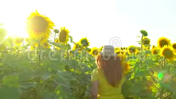 美女奔跑在黄葵花田上举手自由概念户外快乐的女人收获向日葵视频的预览图