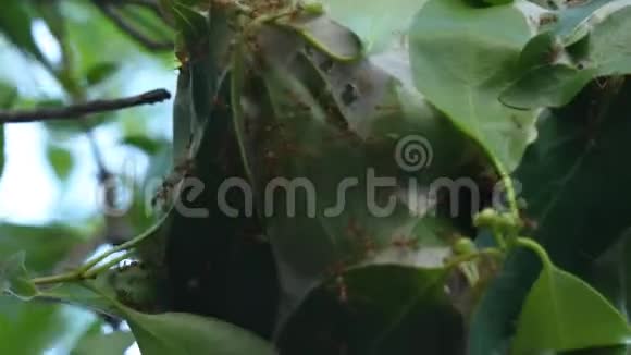 蚂蚁创造了一个叶巢视频的预览图
