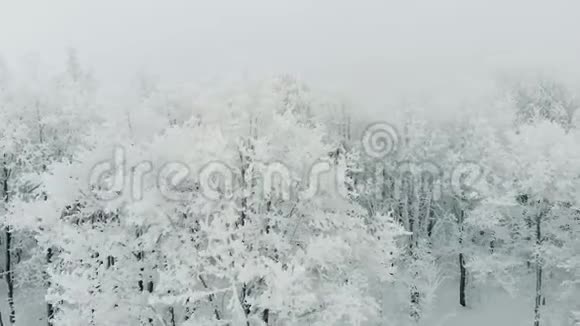 松树林在雪中畏缩空中射击视频的预览图