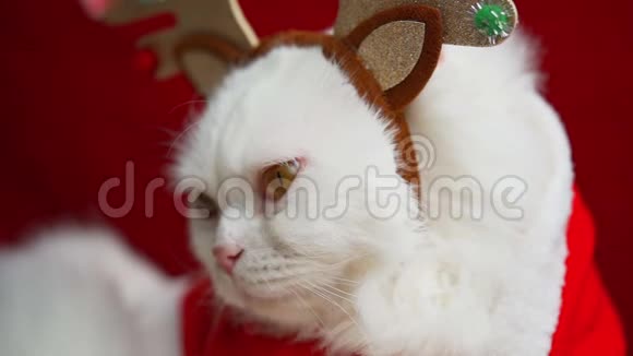 圣诞装饰中的猫肖像鹿角和圣诞老人服装视频的预览图