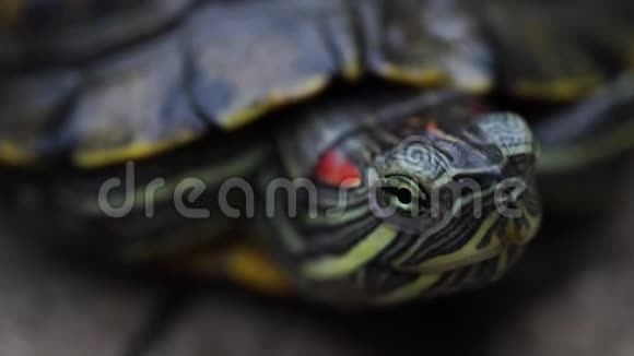 阳光明媚的一天乌龟在路上爬行闭上眼睛视频的预览图