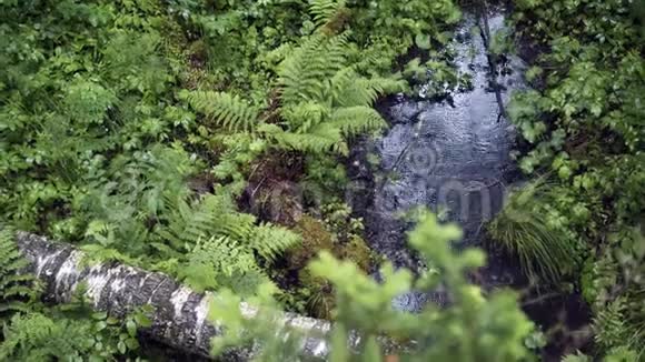 绿色森林里有雨滴的美丽水坑库存录像蕨类植物和绿色植被之间的雨坑视频的预览图
