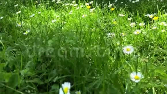 美丽的花卉自然背景许多新鲜的野生雏菊花生长在夏季阳光明媚的草地外视频的预览图
