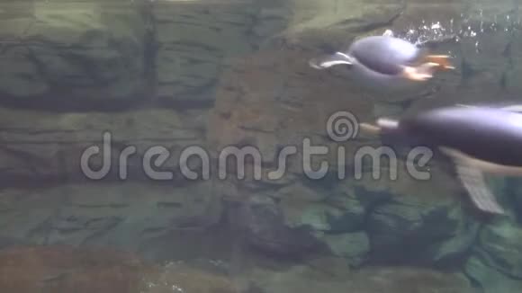 野生企鹅在水下游泳视频的预览图