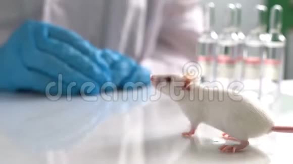白鼠在现代高科技实验室视频的预览图