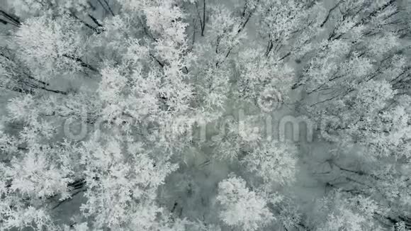 冬林有积雪覆盖的树木动作缓慢航拍视频的预览图