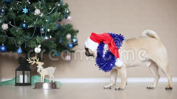 圣诞老人帽子里的滑稽狗狗在圣诞树背景下从碗里吃圣诞节和新年的概念视频的预览图