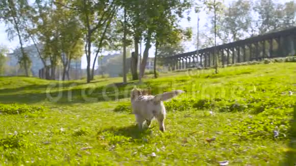 科吉狗在草坪上散步视频的预览图