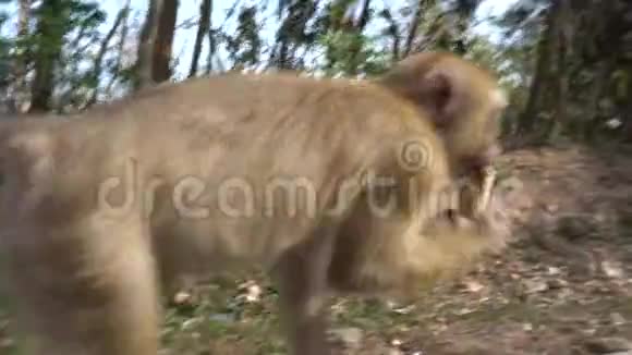 猴子用体贴的眼神吃香蕉一群猴子想着拿还是不拿视频的预览图