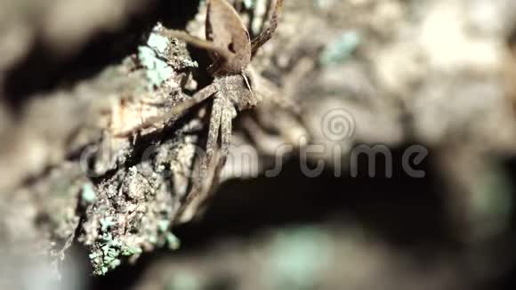一只蜘蛛坐在木头上靠近视频的预览图