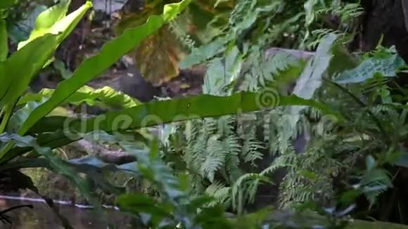 一只吃螃蟹的猫鼬傍晚在河边行走野生动物视频的预览图