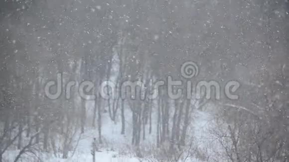 在森林的背景下暴风雪越来越猛烈视频的预览图