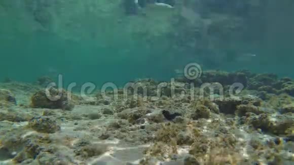 库克群岛库坎伯鱼类的水下热带时间推移视频的预览图