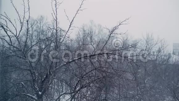 这座城市在树木和砖房的背景下大雪纷飞视频的预览图