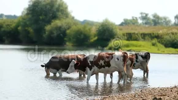 许多白色和棕色的动物在河边放牧奶牛喝水晴天视频的预览图