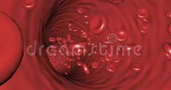血小板中血管内的运动动脉中的红细胞能够无缝隙循环视频的预览图