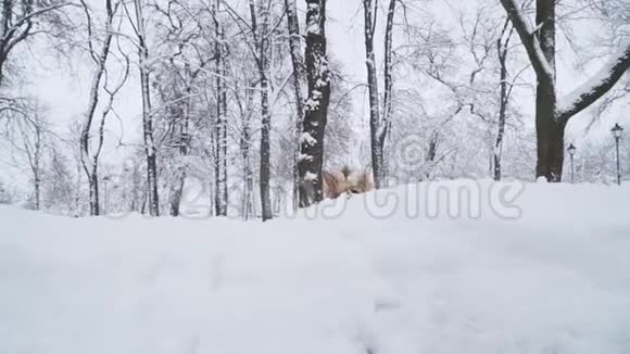 约克郡的小猎犬在雪地里跳跃然后回到主人身边约克在一个冬天白雪覆盖的公园里散步慢慢视频的预览图